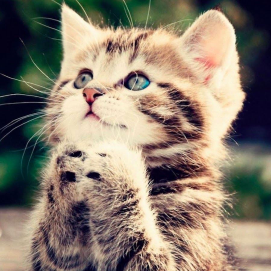 ねこネコ おもしろ かわいい猫動画 Com Youtube