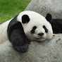 Panda Panda - @pandapanda1173 YouTube Profile Photo