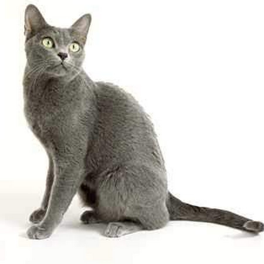 Тайская кошка Корат