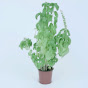 The Plant YouTube Profile Photo