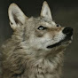 Robin Wolf YouTube Profile Photo