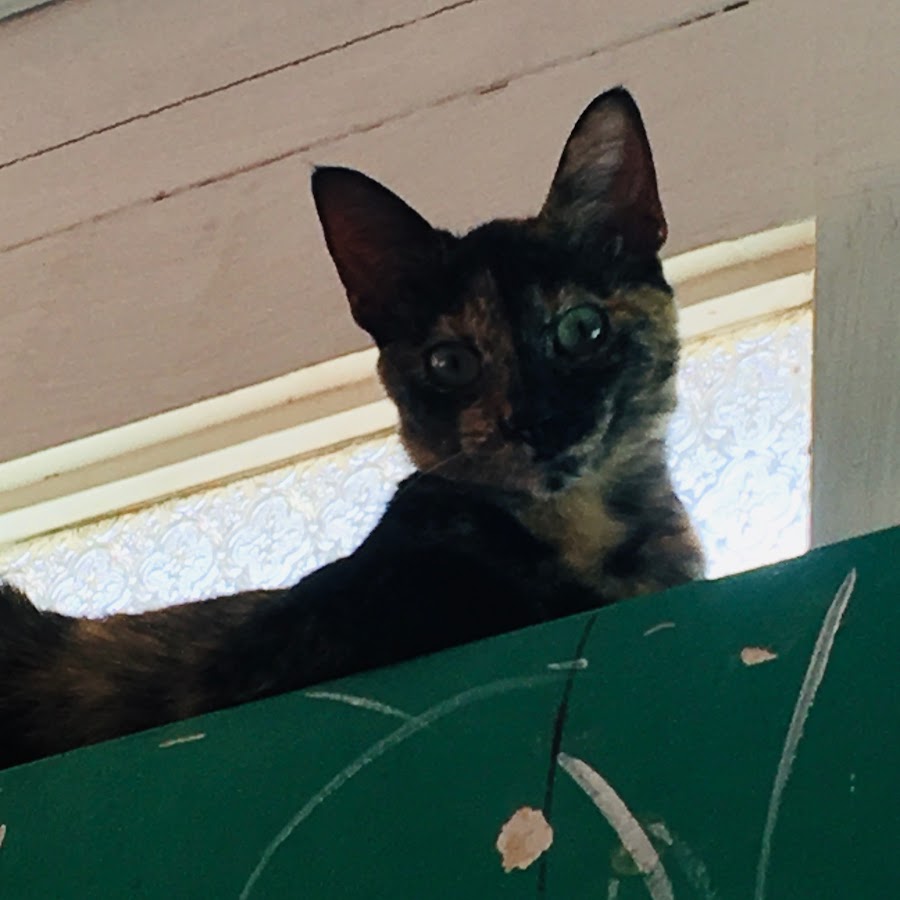 AMLnZuxeba97MloAmpDYYDRA15PxLsGY0kqWN4j_TMwcg=s900ckc0x00ffffffnorj