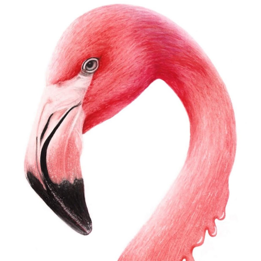 Фламинго цветными карандашами