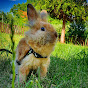 Rosie Bunny - @rosiebunny3729 YouTube Profile Photo