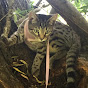 Cat on a Lead - @catonalead2171 YouTube Profile Photo