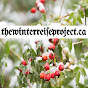 The Winterreise Project YouTube Profile Photo