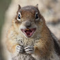 Squirrel Institute - @squirrelinstitute9256 YouTube Profile Photo