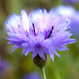 wildflowercentre - @wildflowercentre YouTube Profile Photo