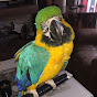 Elvis The Macaw McQuistion - @elvisthemacawmcquistion9037 YouTube Profile Photo