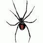 Black Spider YouTube Profile Photo