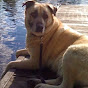 k2k9dogs Traveling Dog Lady - @k2k9dogs YouTube Profile Photo