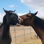 Equine Voices Rescue & Sanctuary YouTube Profile Photo