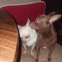 Mom of two sweet Chihuahuas - @momoftwosweetchihuahuas2674 YouTube Profile Photo