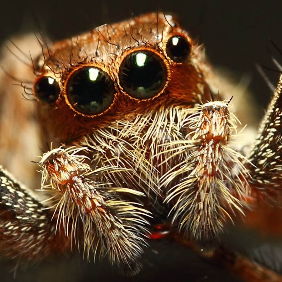 Жуков 6 у паука 8. Паук птицеед глазки. Глаза паука. Паук под микроскопом. Глаза паука под микроскопом.