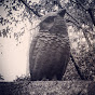 Little Owl Films - @littleowlfilms7193 YouTube Profile Photo