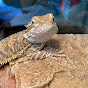 Rex the Beardie - @rexthebeardie6634 YouTube Profile Photo