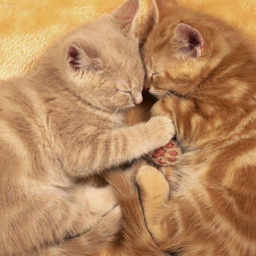 Два котенка обнимаются