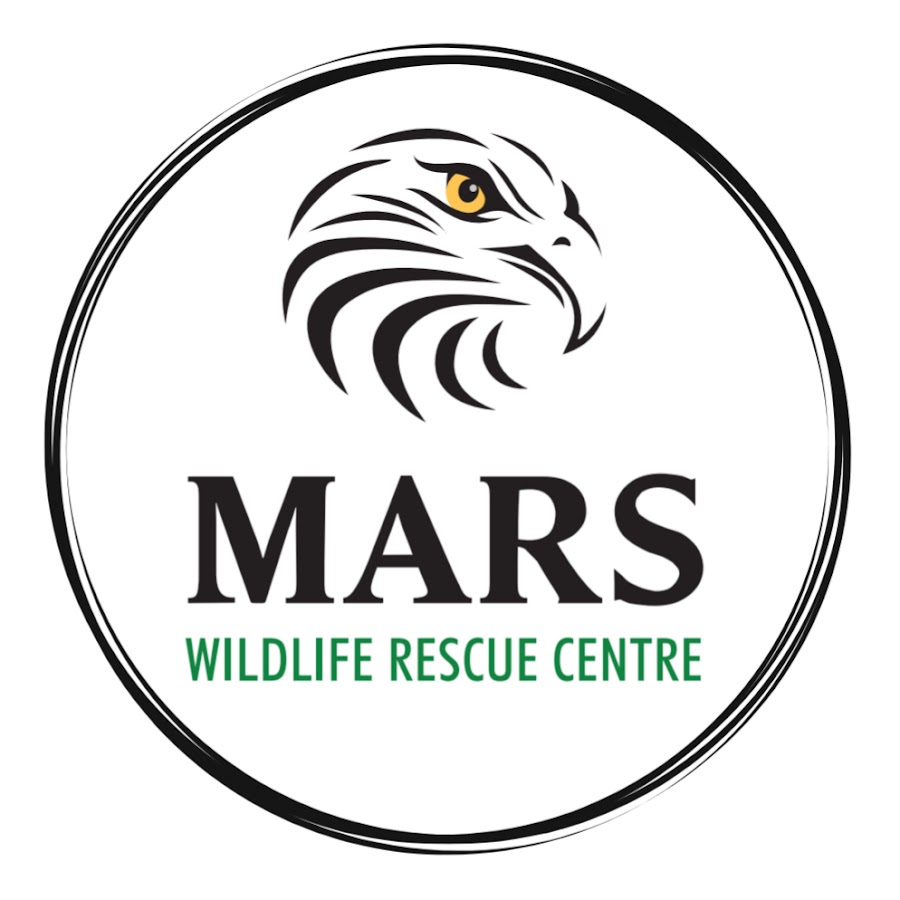 MARS Wildlife Rescue Hospital - YouTube