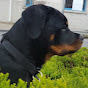 Oscar The Rottweiler - @oscartherottweiler3617 YouTube Profile Photo