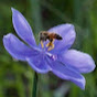 Ixia Chapter Florida Native Plant Society - @ixiachapterfloridanativepl5669 YouTube Profile Photo