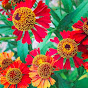 ISU Horticulture Herbaceous Ornamentals - @isuhorticultureherbaceouso5588 YouTube Profile Photo