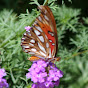 Iron Butterflies Project - @ironbutterfliesproject4238 YouTube Profile Photo