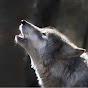 lone wolf - @user-qw6ci8ws3l YouTube Profile Photo