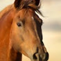 Dr. Horse - @user-zj6yy9xb2e YouTube Profile Photo