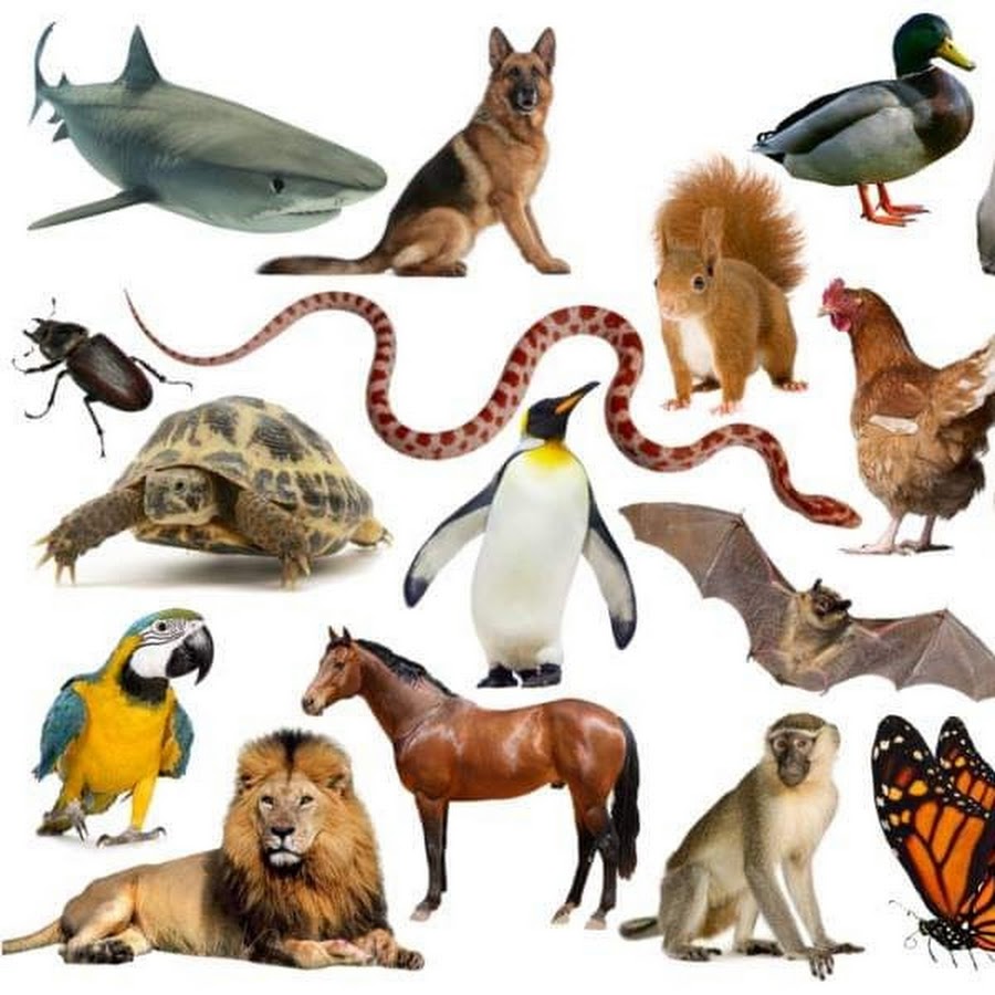 Many animal owners. Множество животных. Много зверей. Несколько животных. Несколько животных на одной картинке.