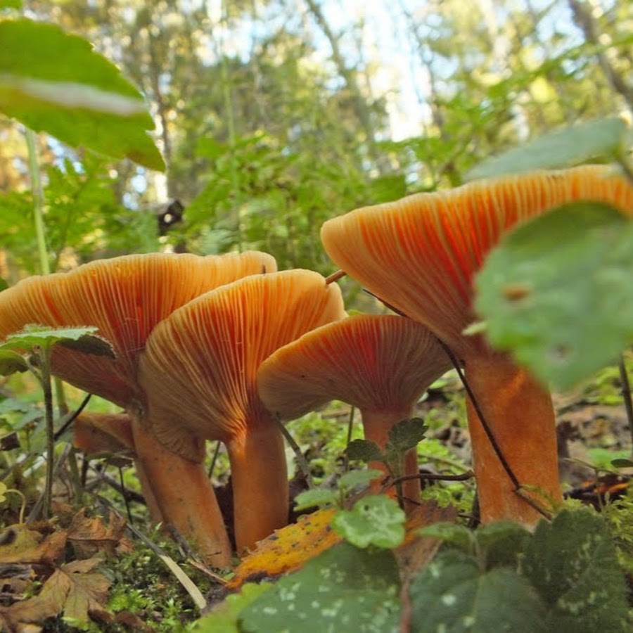 Осень рыжики. Гриб Рыжик и гриб Лисичка. Рыжик (гриб) грибы. Рыжики грибы. Рыжики грибы фото.