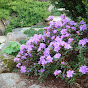 Atlantic Rhododendron and Horticultural Society - @atlanticrhododendronandhor3586 YouTube Profile Photo