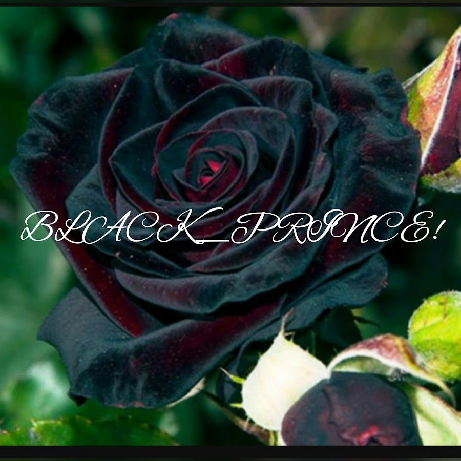 Чайно-гибридная роза Блэк баккара Black Baccara