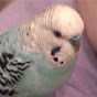 Victor The Budgie - @VictorTheBudgie YouTube Profile Photo