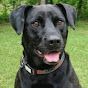 Happy Dog Rescue - @happydogrescue4083 YouTube Profile Photo