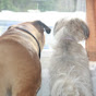 Waltons Dogs - @waltonsdogs1361 YouTube Profile Photo