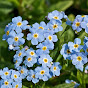 Forget-Me-Not - @Forget-Me-Not-Myosotis YouTube Profile Photo