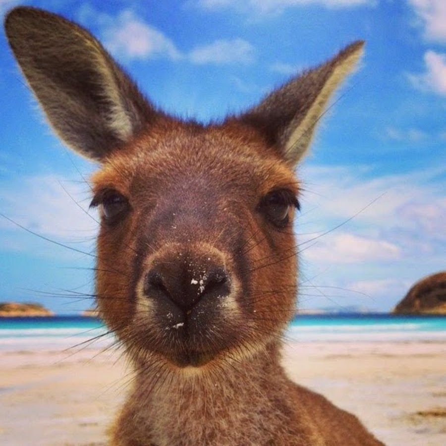 Most kangaroos live. Кенгуру морда. Фауна Австралии. Австралия природа и животный мир фото. Lucky Bay Австралия.