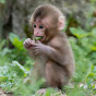 CooSak Monkey - @CooSakMonkey YouTube Profile Photo
