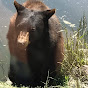 Bear cubs Wierdos - @bearcubswierdos6475 YouTube Profile Photo