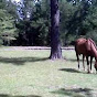 HolidaywithHorses2 - @HolidaywithHorses2 YouTube Profile Photo