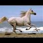 arabianhorses55 - @arabianhorses55 YouTube Profile Photo