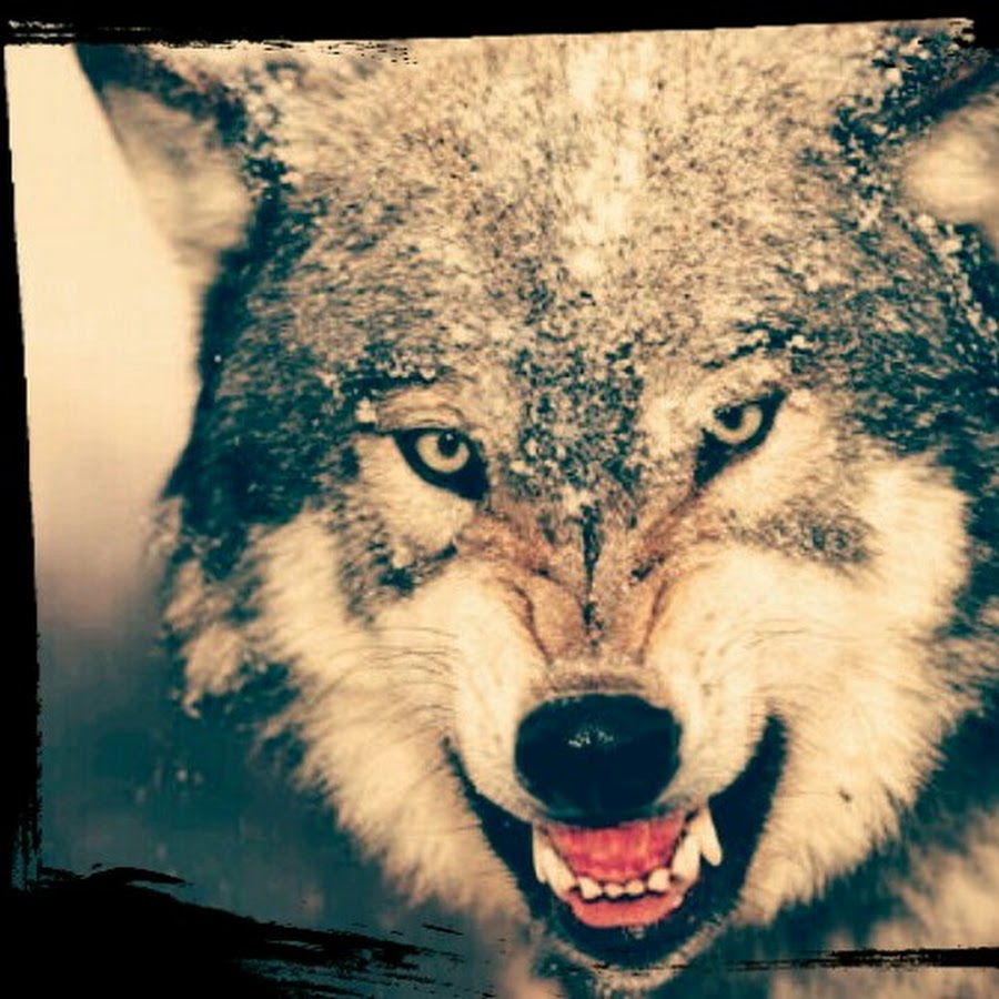 Тамбовский волк Мем