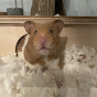 HamsterCare1234 - @HamsterCare1234 YouTube Profile Photo