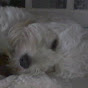 lola the dog - @lolathedog7291 YouTube Profile Photo