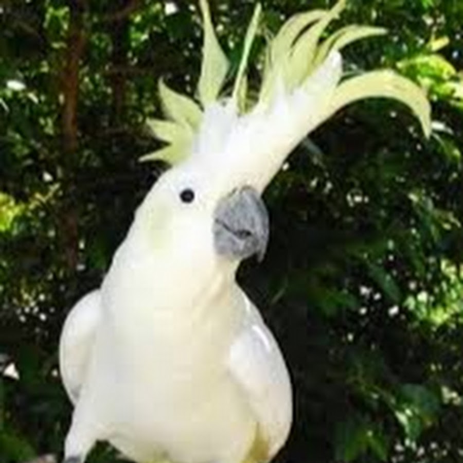 Какад. Малый желтохохлый Какаду. Sulphur Crested Cockatoo. Белые попугаи в Австралии. Самые красивые Какаду.