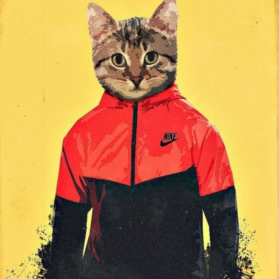 Кот в спортивном костюме