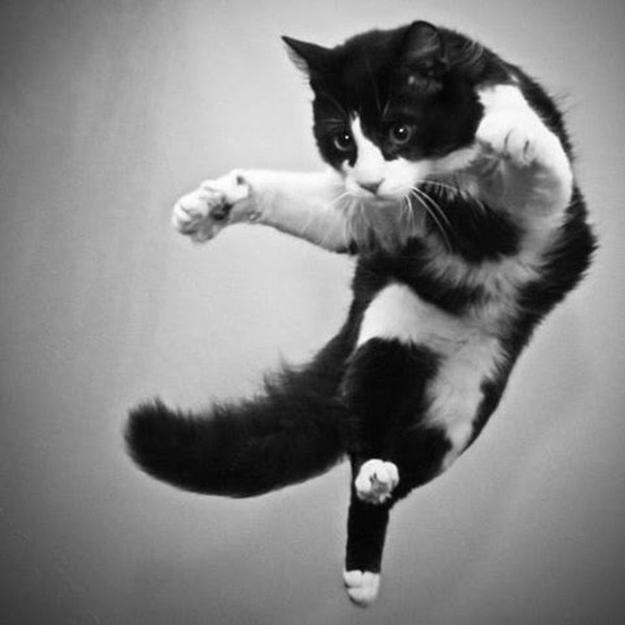 Черный кот в прыжке