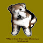 WireFoxRescueMidwest - @WireFoxRescueMidwest YouTube Profile Photo