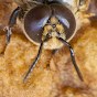 UAEX Beekeeping YouTube Profile Photo
