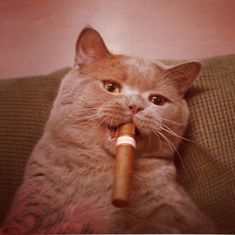Курящий кот
